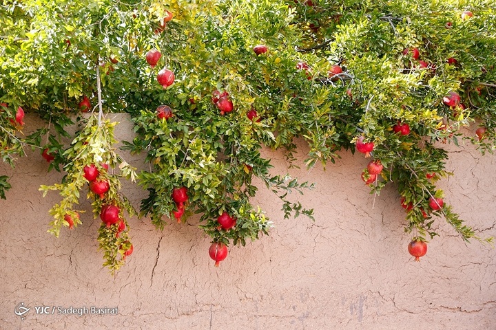 برداشت انار از باغات شهرضا