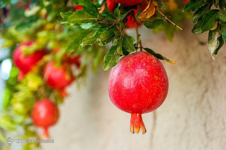 برداشت انار از باغات شهرضا
