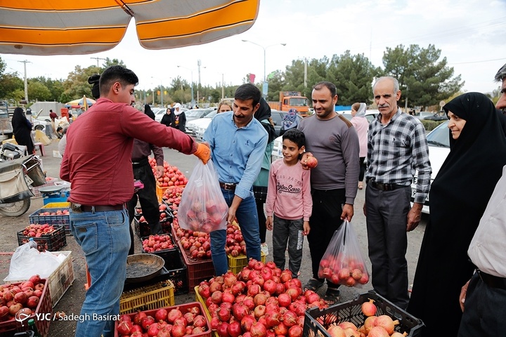 برداشت انار از باغات شهرضا