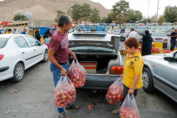برداشت انار از باغات شهرضا