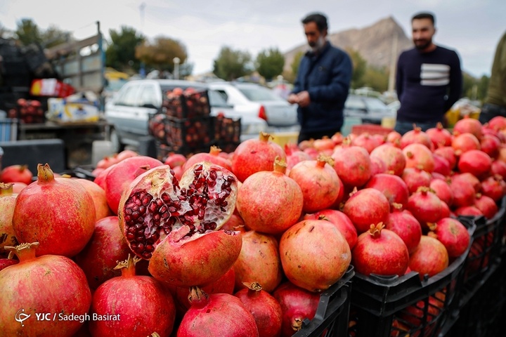 برداشت انار از باغات شهرضا