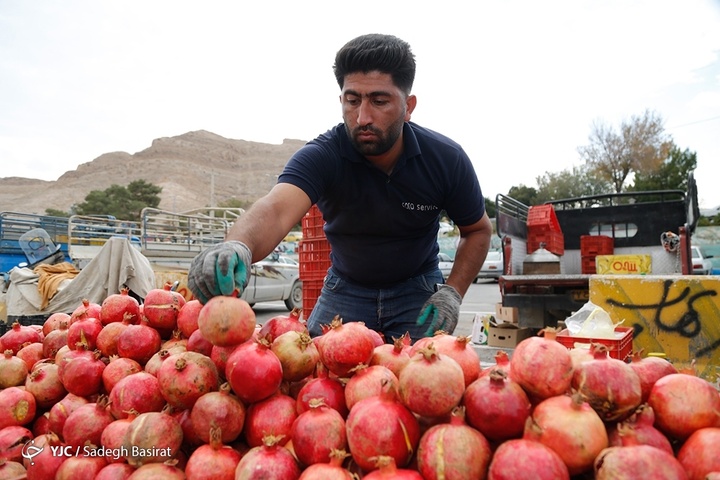 برداشت انار از باغات شهرضا