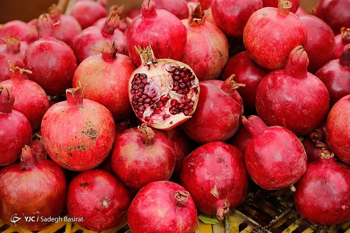 برداشت انار از باغات شهرضا