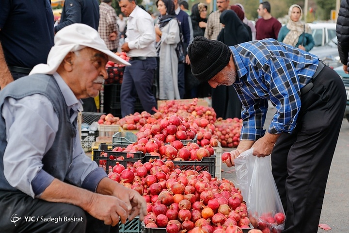 برداشت انار از باغات شهرضا