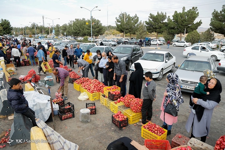 برداشت انار از باغات شهرضا