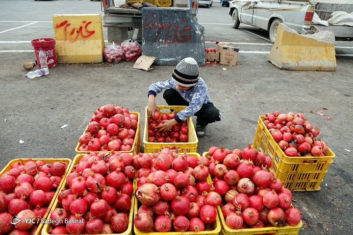 برداشت انار از باغات شهرضا