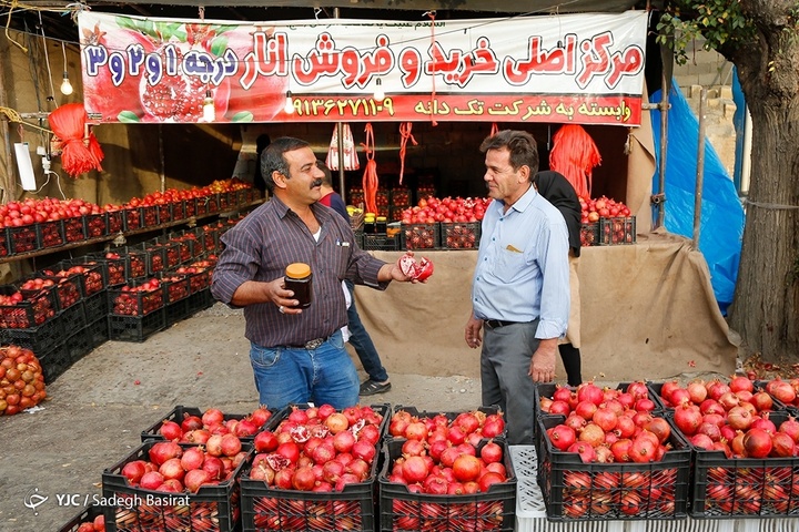 برداشت انار از باغات شهرضا