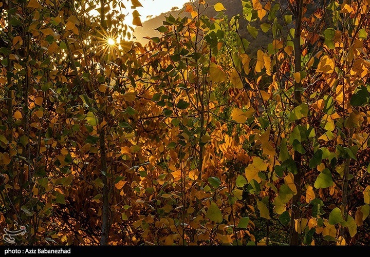 طبیعت پاییزی باغهای گردو کهمان شهرستان سلسله