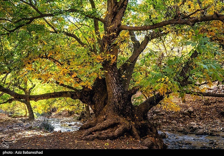 طبیعت پاییزی باغهای گردو کهمان شهرستان سلسله