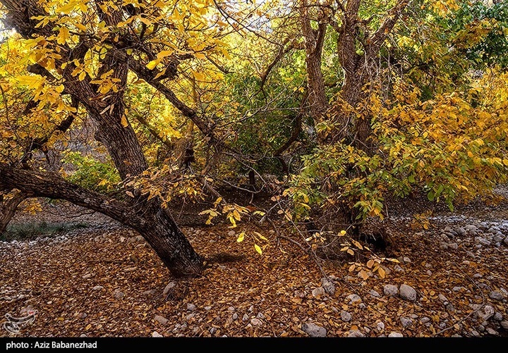 طبیعت پاییزی باغهای گردو کهمان شهرستان سلسله