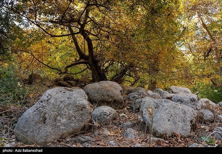 طبیعت پاییزی باغهای گردو کهمان شهرستان سلسله