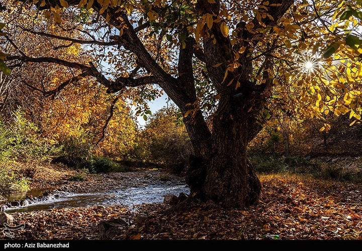 طبیعت پاییزی باغهای گردو کهمان شهرستان سلسله