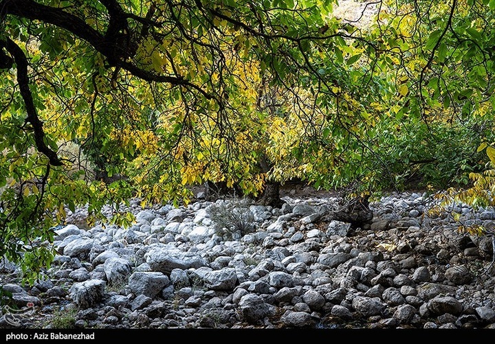 طبیعت پاییزی باغهای گردو کهمان شهرستان سلسله
