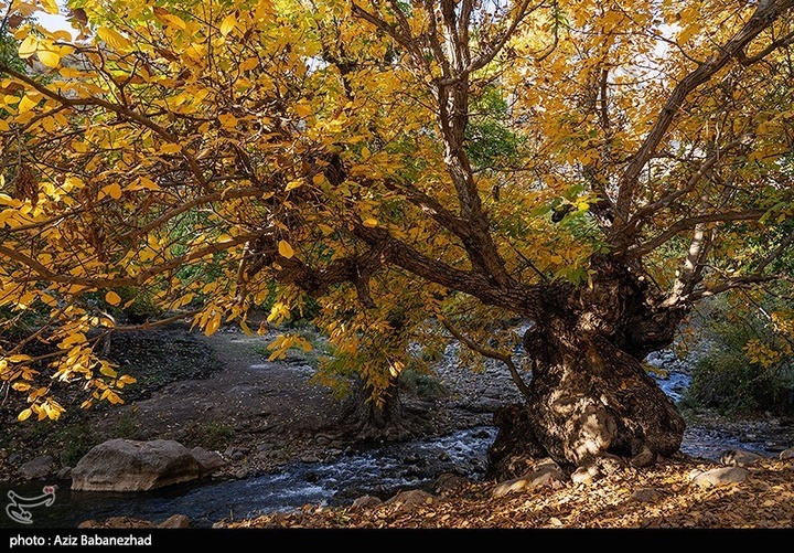 طبیعت پاییزی باغهای گردو کهمان شهرستان سلسله