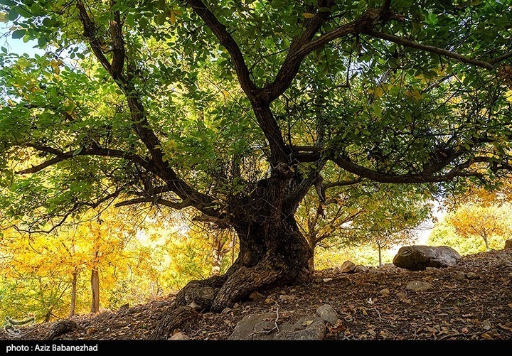 طبیعت پاییزی باغهای گردو کهمان شهرستان سلسله