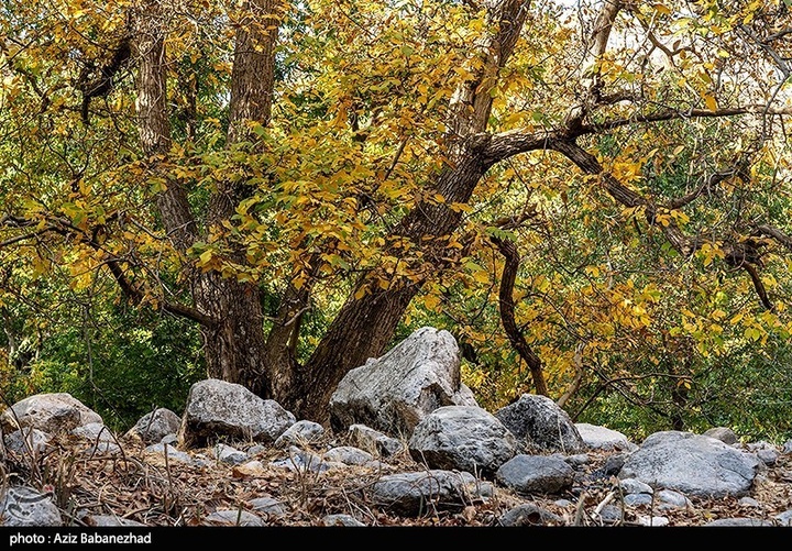 طبیعت پاییزی باغهای گردو کهمان شهرستان سلسله