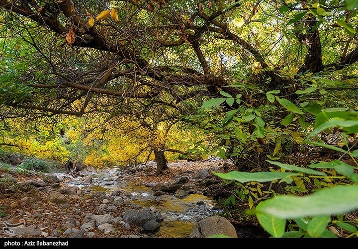 طبیعت پاییزی باغهای گردو کهمان شهرستان سلسله