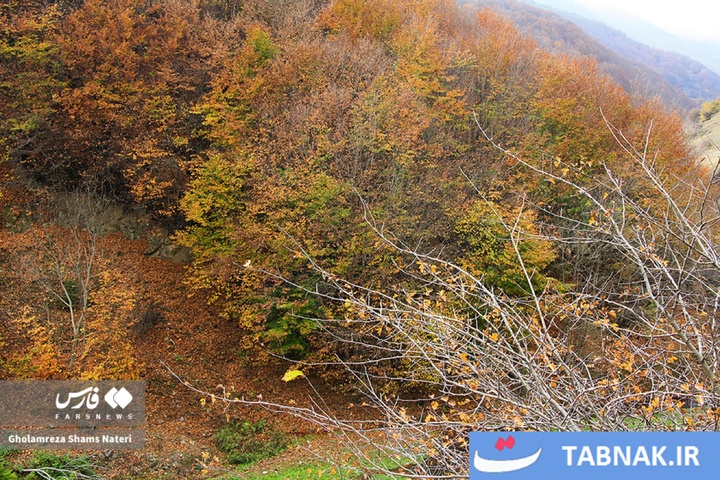 سمفونی رنگ‌ها در قلب کوهستان چالوس