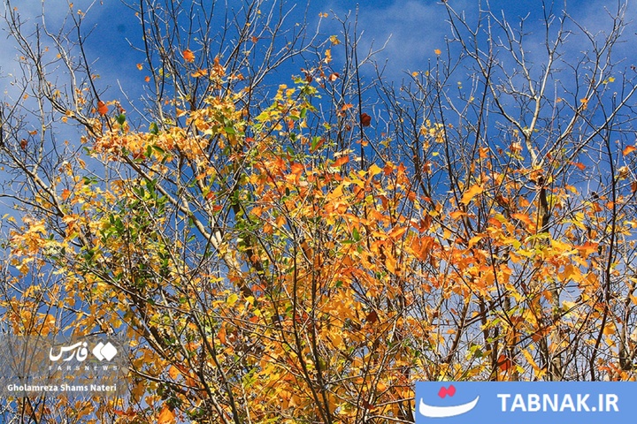 سمفونی رنگ‌ها در قلب کوهستان چالوس