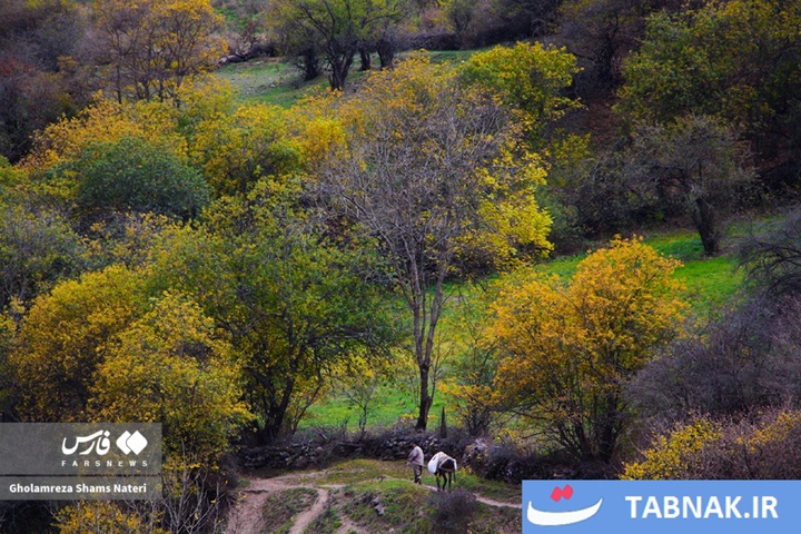 سمفونی رنگ‌ها در قلب کوهستان چالوس