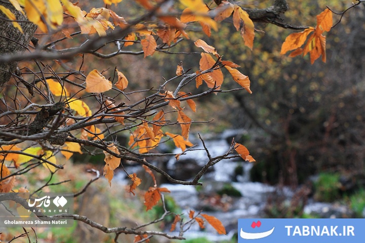 سمفونی رنگ‌ها در قلب کوهستان چالوس