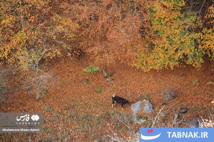 سمفونی رنگ‌ها در قلب کوهستان چالوس