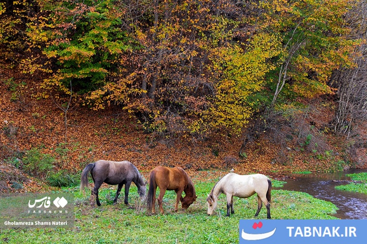 سمفونی رنگ‌ها در قلب کوهستان چالوس