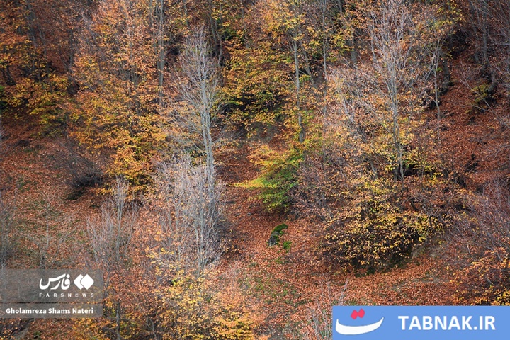 سمفونی رنگ‌ها در قلب کوهستان چالوس
