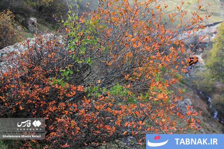 سمفونی رنگ‌ها در قلب کوهستان چالوس