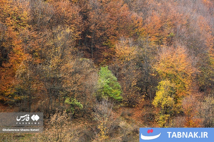 سمفونی رنگ‌ها در قلب کوهستان چالوس