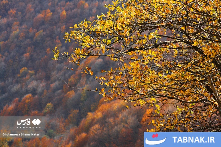 سمفونی رنگ‌ها در قلب کوهستان چالوس