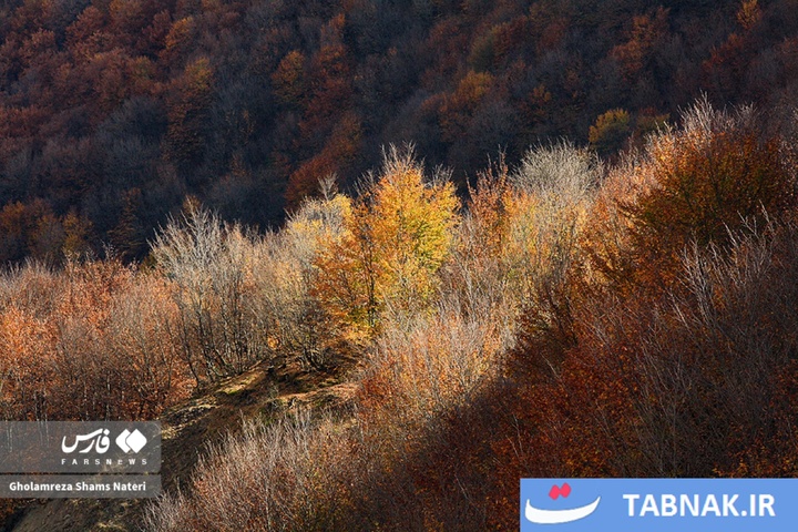 سمفونی رنگ‌ها در قلب کوهستان چالوس