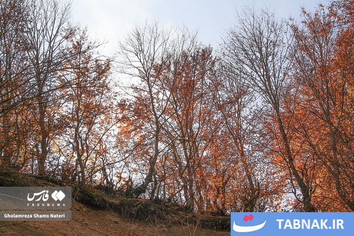 سمفونی رنگ‌ها در قلب کوهستان چالوس