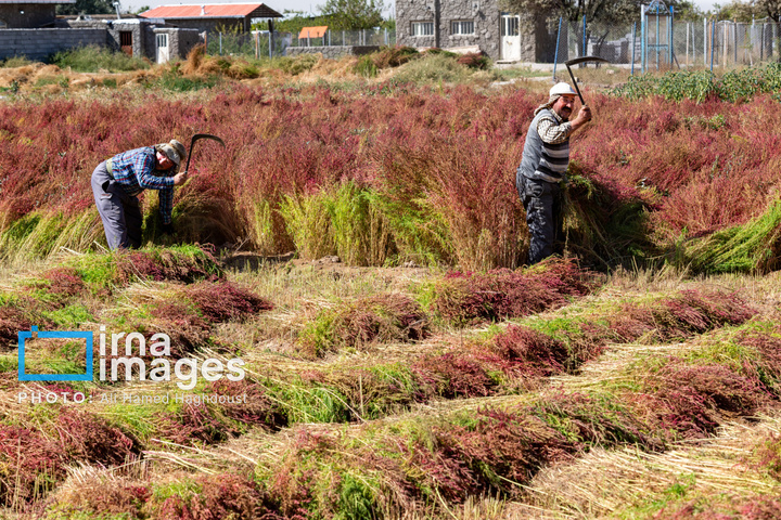 جاروی سنتی قَرامَلِک