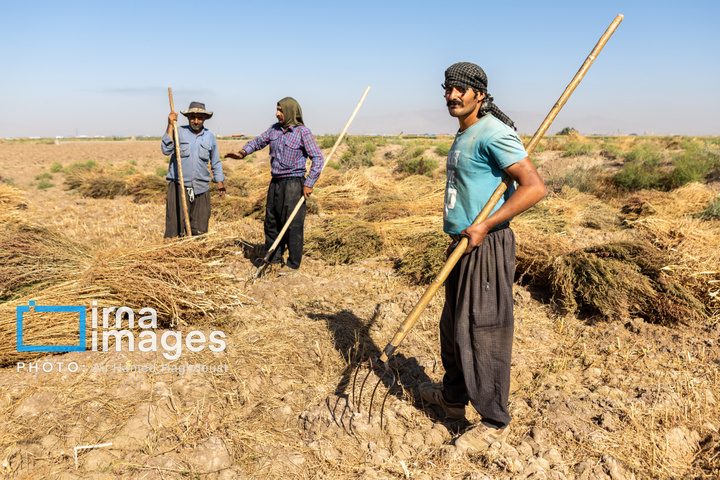 جاروی سنتی قَرامَلِک