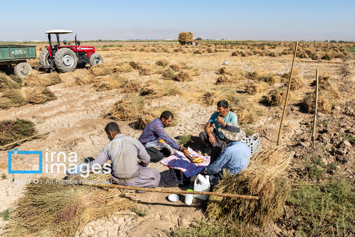 جاروی سنتی قَرامَلِک