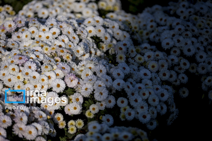 جشنواره گل‌های داوودی