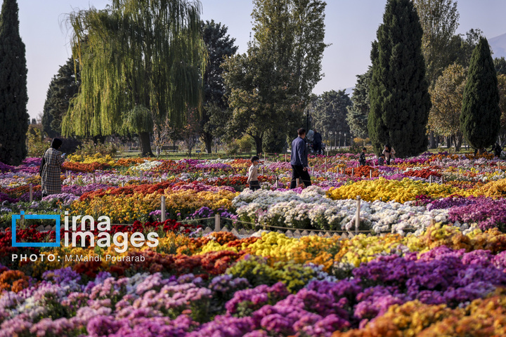 جشنواره گل‌های داوودی