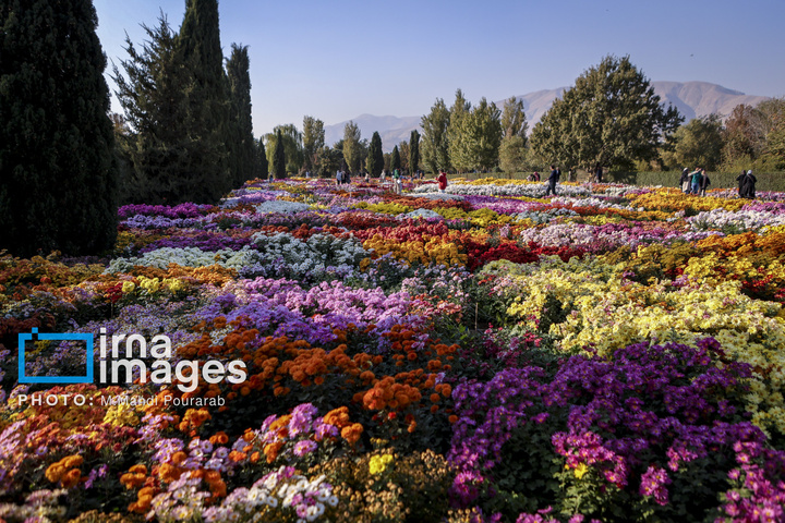 جشنواره گل‌های داوودی