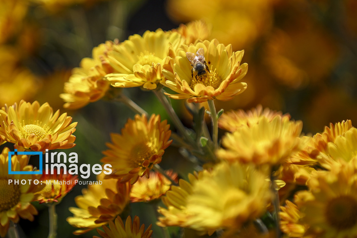 جشنواره گل‌های داوودی