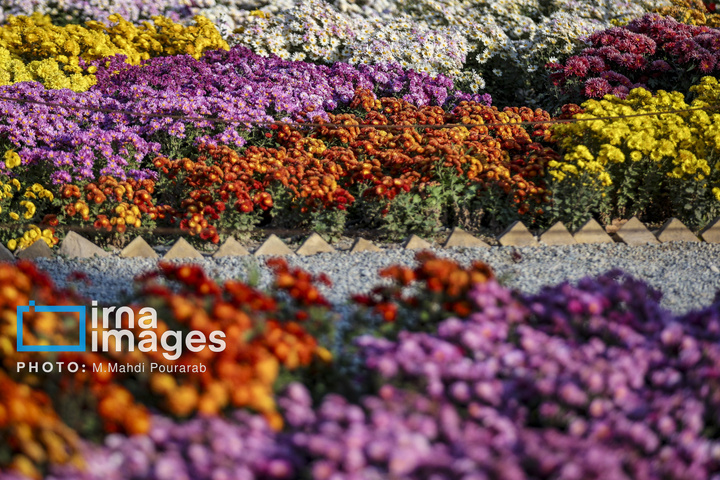 جشنواره گل‌های داوودی