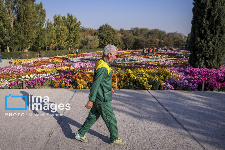 جشنواره گل‌های داوودی