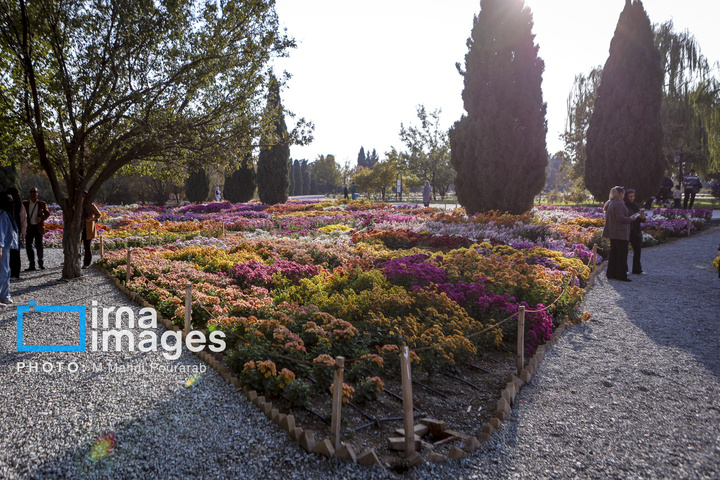 جشنواره گل‌های داوودی