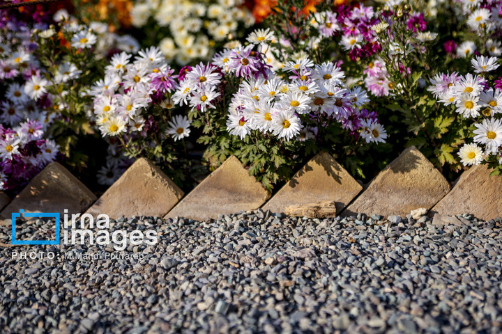 جشنواره گل‌های داوودی