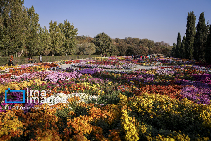 جشنواره گل‌های داوودی