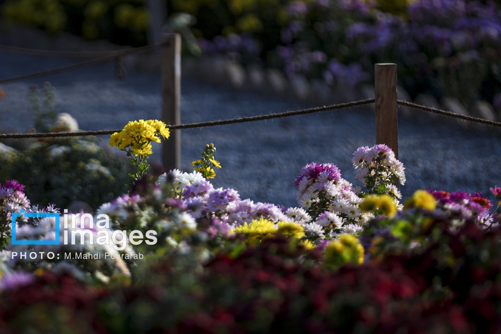 جشنواره گل‌های داوودی