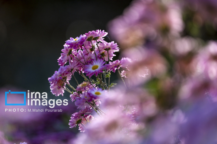 جشنواره گل‌های داوودی