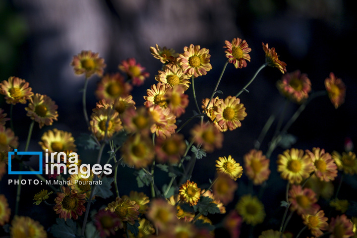 جشنواره گل‌های داوودی