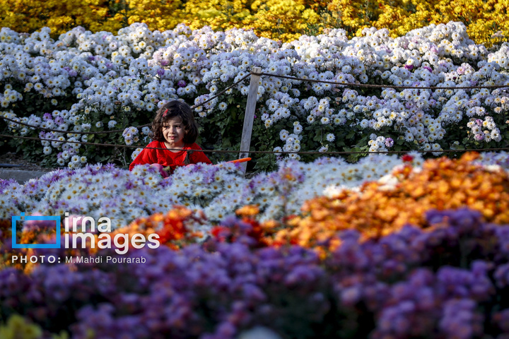 جشنواره گل‌های داوودی