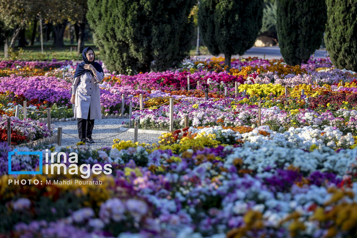 جشنواره گل‌های داوودی